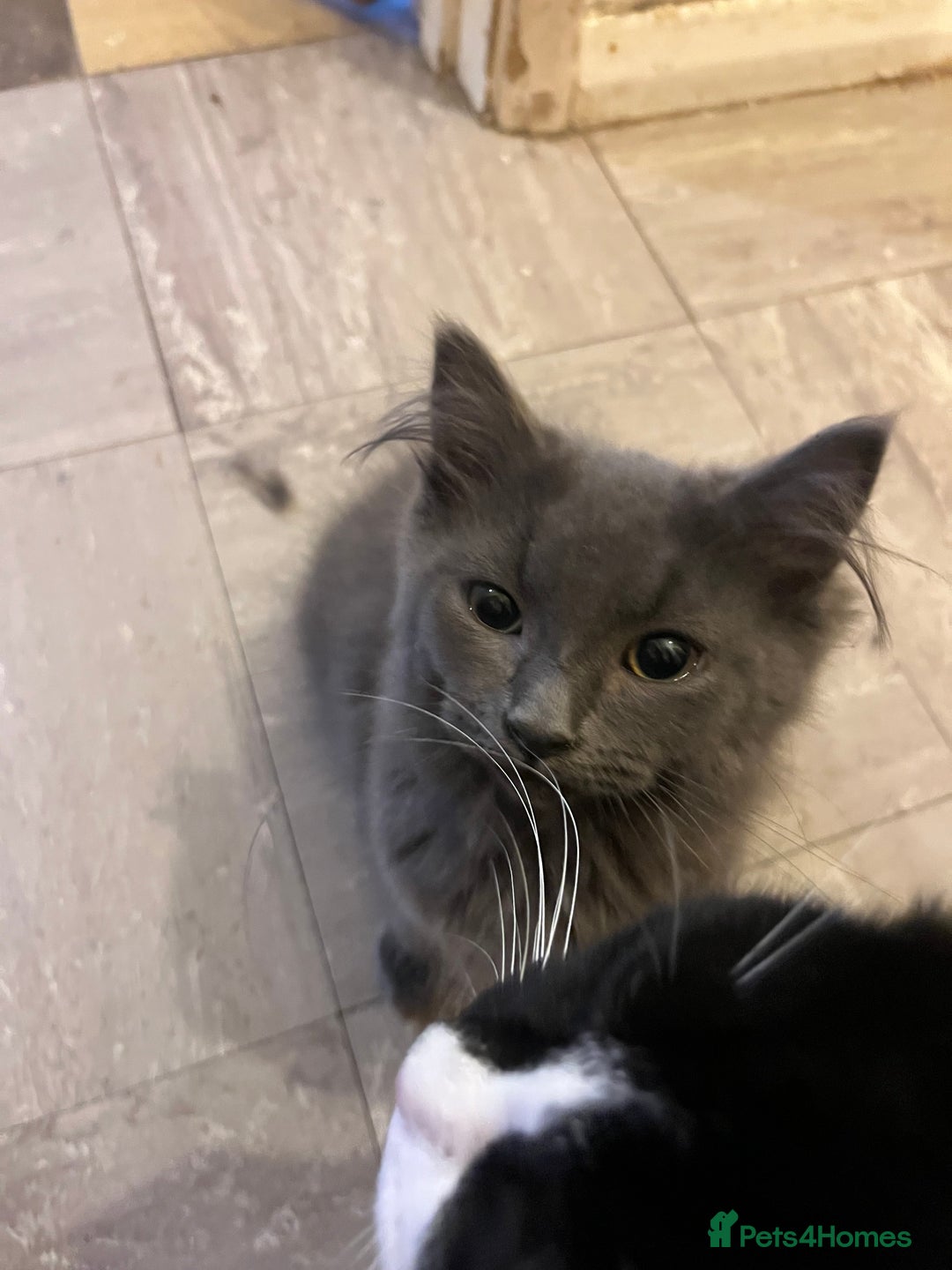 Mixed Breed cats for sale: Grey/blue long hair male kitten 8 weeks old  - Advert 3