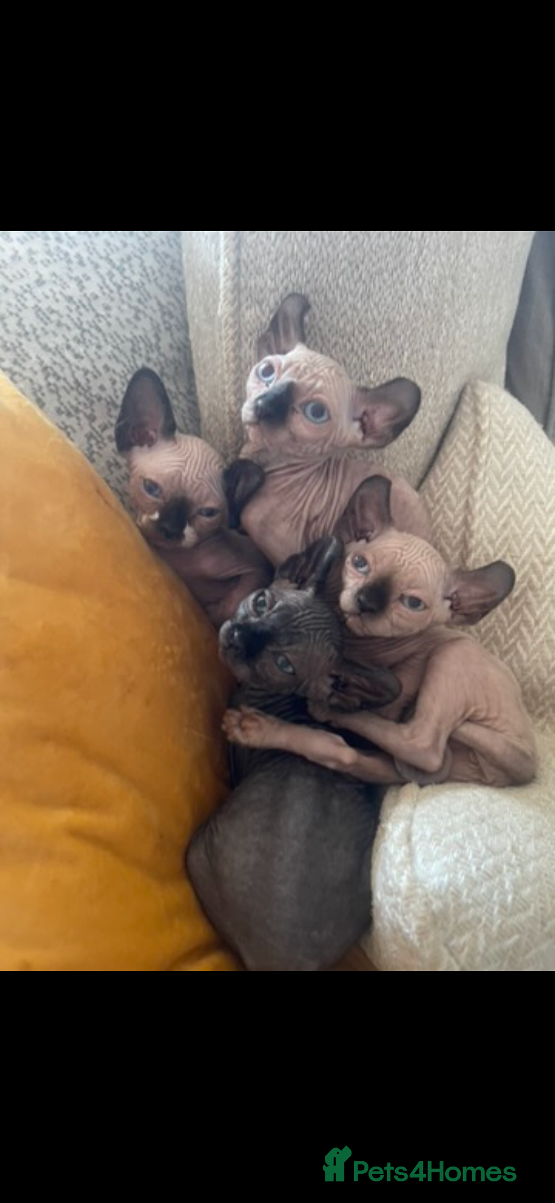 Sphynx cats for sale: 3 sphynx kitten (2 male one female) - Advert 1