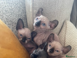 Sphynx cats 3 sphynx kitten (2 male one female) - Advert 2