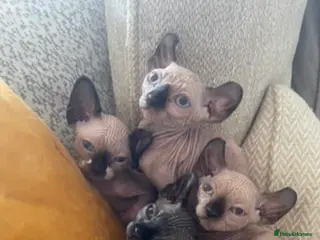 Sphynx cats 3 sphynx kitten (2 male one female) - Advert 4