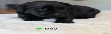 Labrador Retriever 3