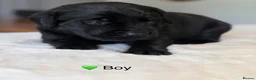 Labrador Retriever dogs for sale: Exceptionally health tested Kc reg Labrador pups - Advert 34