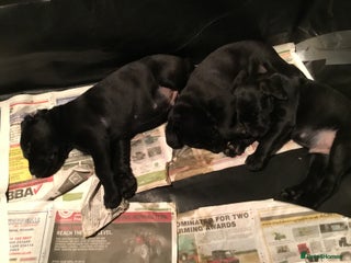 Labrador Retriever dogs Black working Labradors - 4 boys - Advert 1