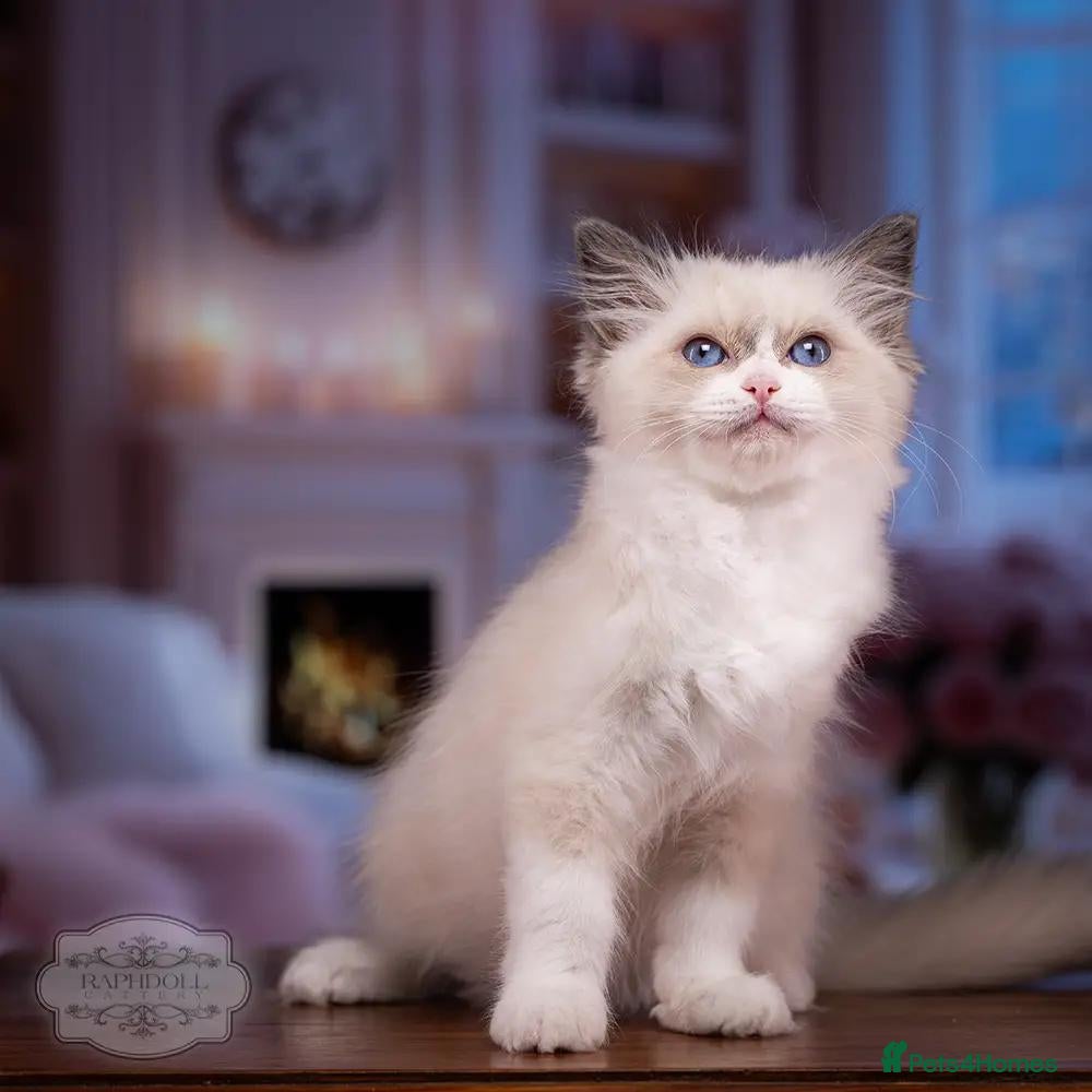 Ragdoll cats Ragdoll Kitten Girl LSEF 94% Purity HALF PRICE! - Advert 1