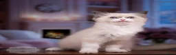 Ragdoll cats for sale: Ragdoll Kitten Girl LSEF 94% Purity HALF PRICE! - Advert 1