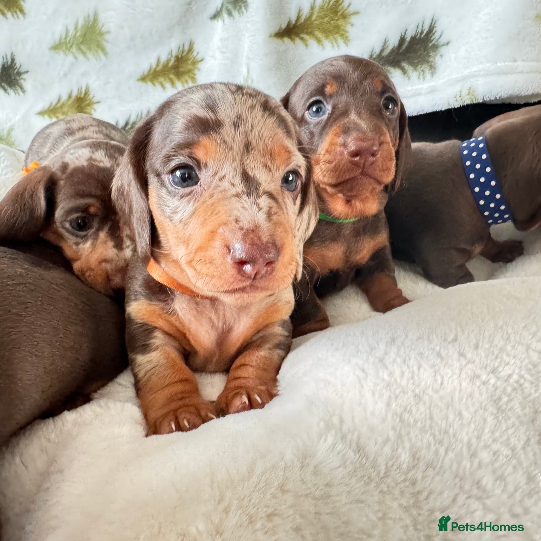 Miniature Dachshund dogs for sale: 6 KC registered miniature dachshund pupps  - Advert 23