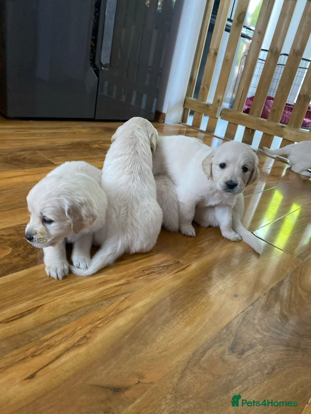 Golden Retriever dogs for stud: Extensively health tested show type kc reg in Bedford - Advert 33