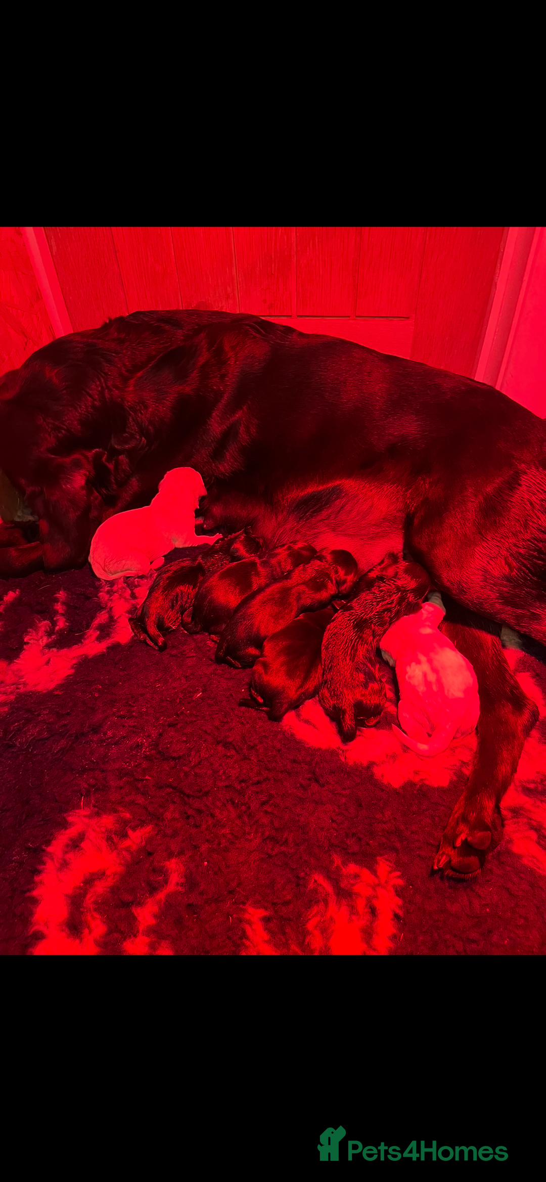 Labrador Retriever dogs for sale: Black & yellow working Labrador puppies  - Image 10