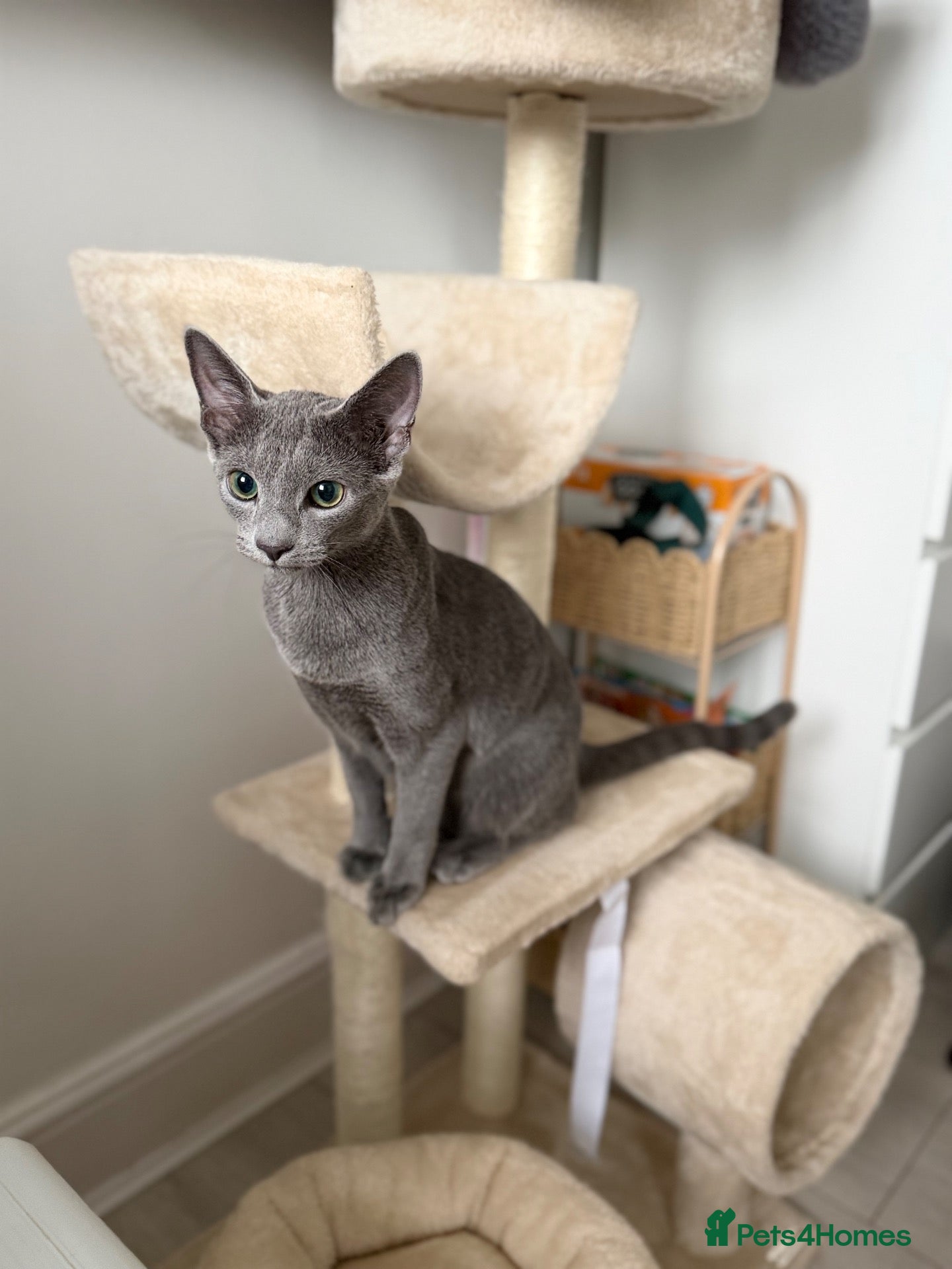 Russian Blue cats Russian Blue 6 month kitten  - Advert 5