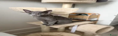 Russian Blue 1