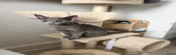 Russian Blue cats for sale: Russian Blue 6 month kitten  - Advert 1
