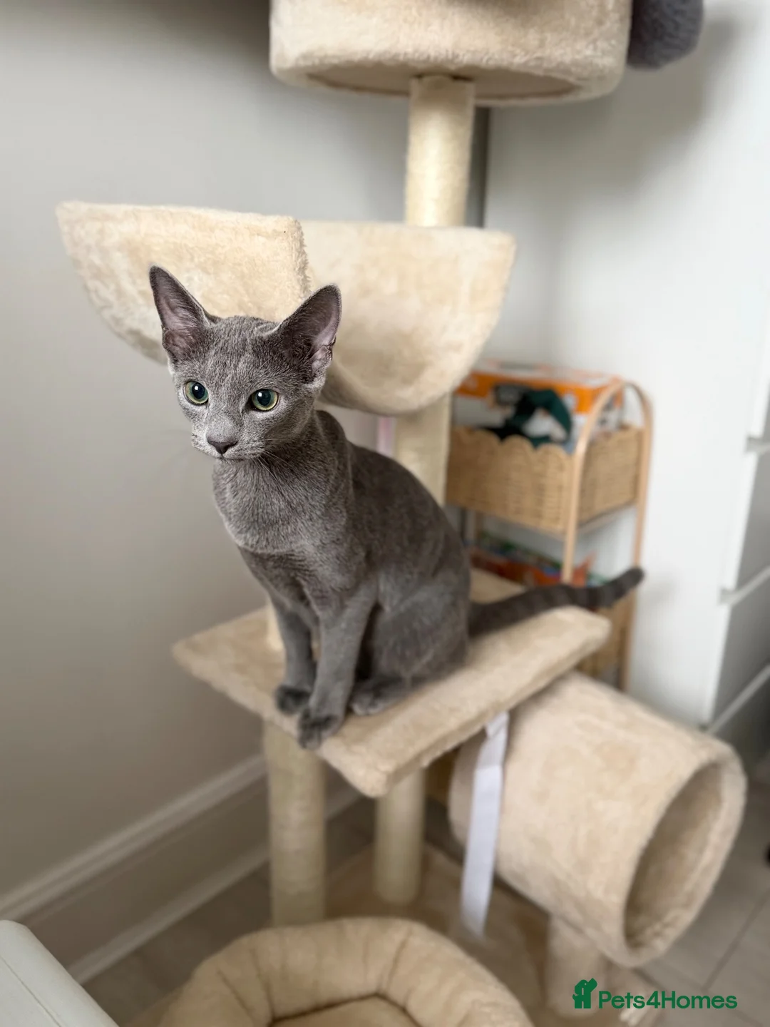 Russian Blue cats for sale: Russian Blue 6 month kitten  - Advert 1
