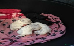 Poochon dogs for sale: Poochon puppys  - Image 6