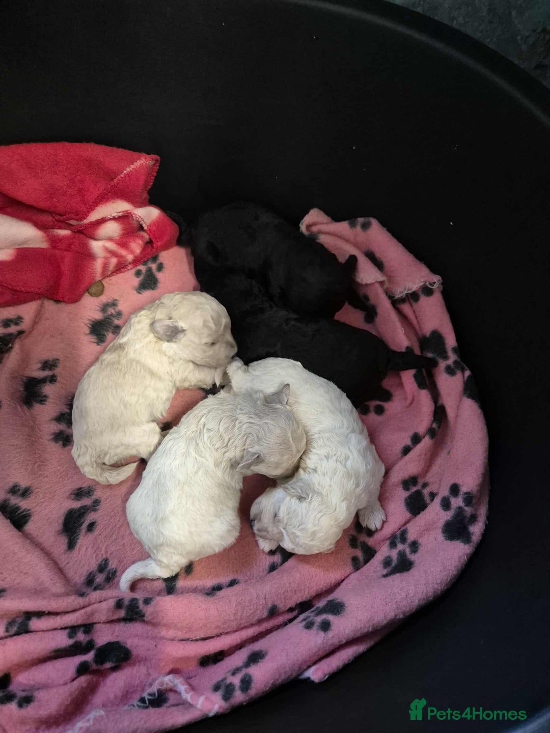 Poochon dogs for sale: Poochon puppys  - Image 6