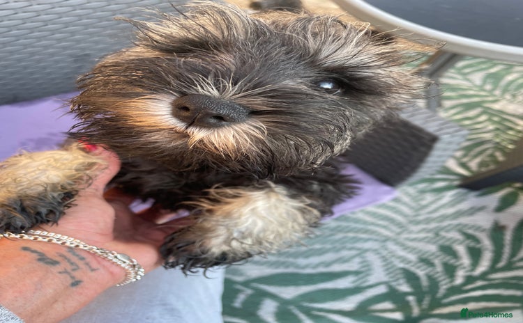 Miniature Schnauzer dogs - Advert 3