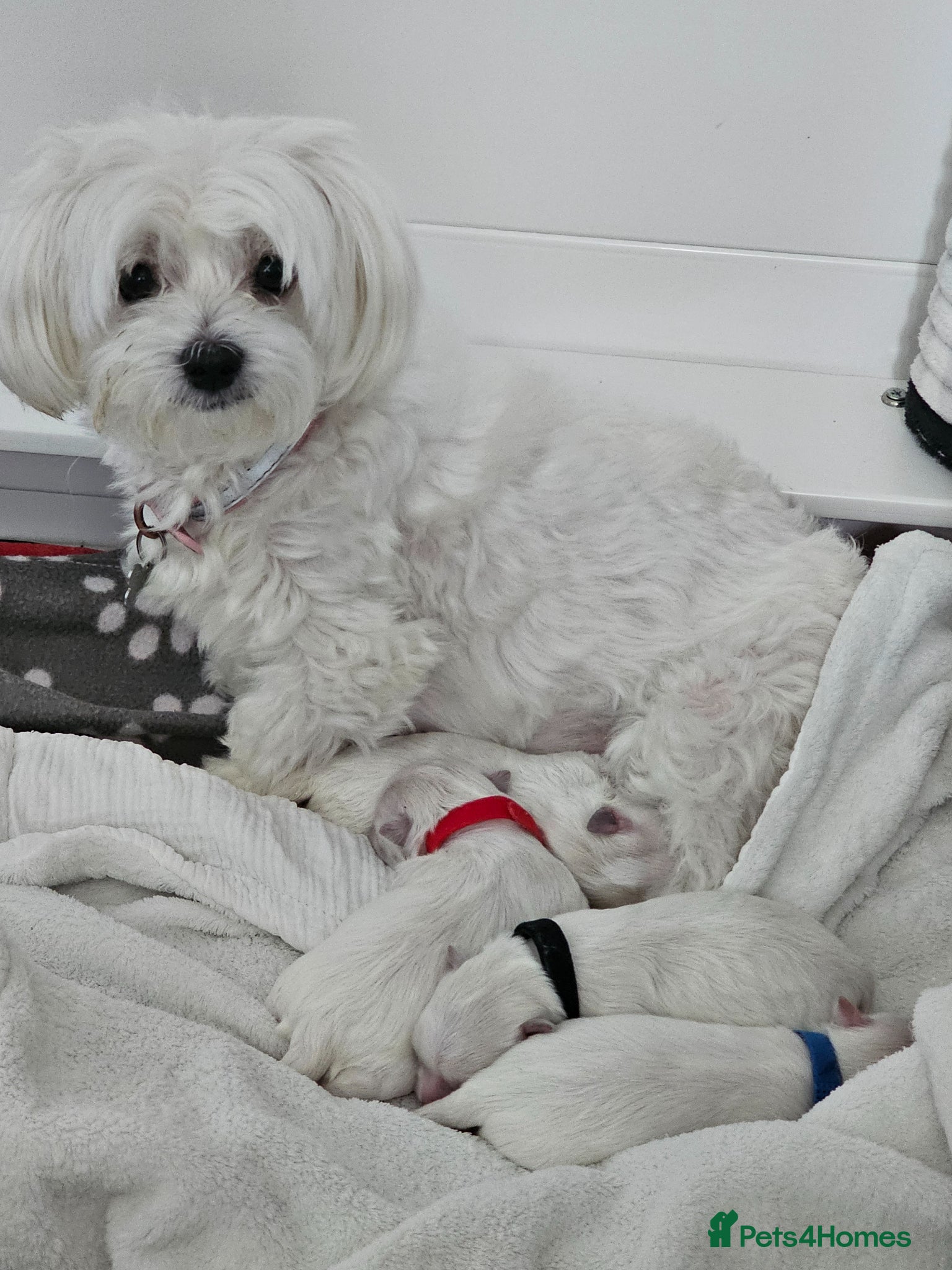 Maltese dogs Small maltese - Advert 2