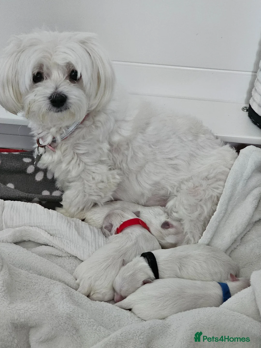 Maltese dogs for sale: Small maltese in Kilwinning - Advert 1