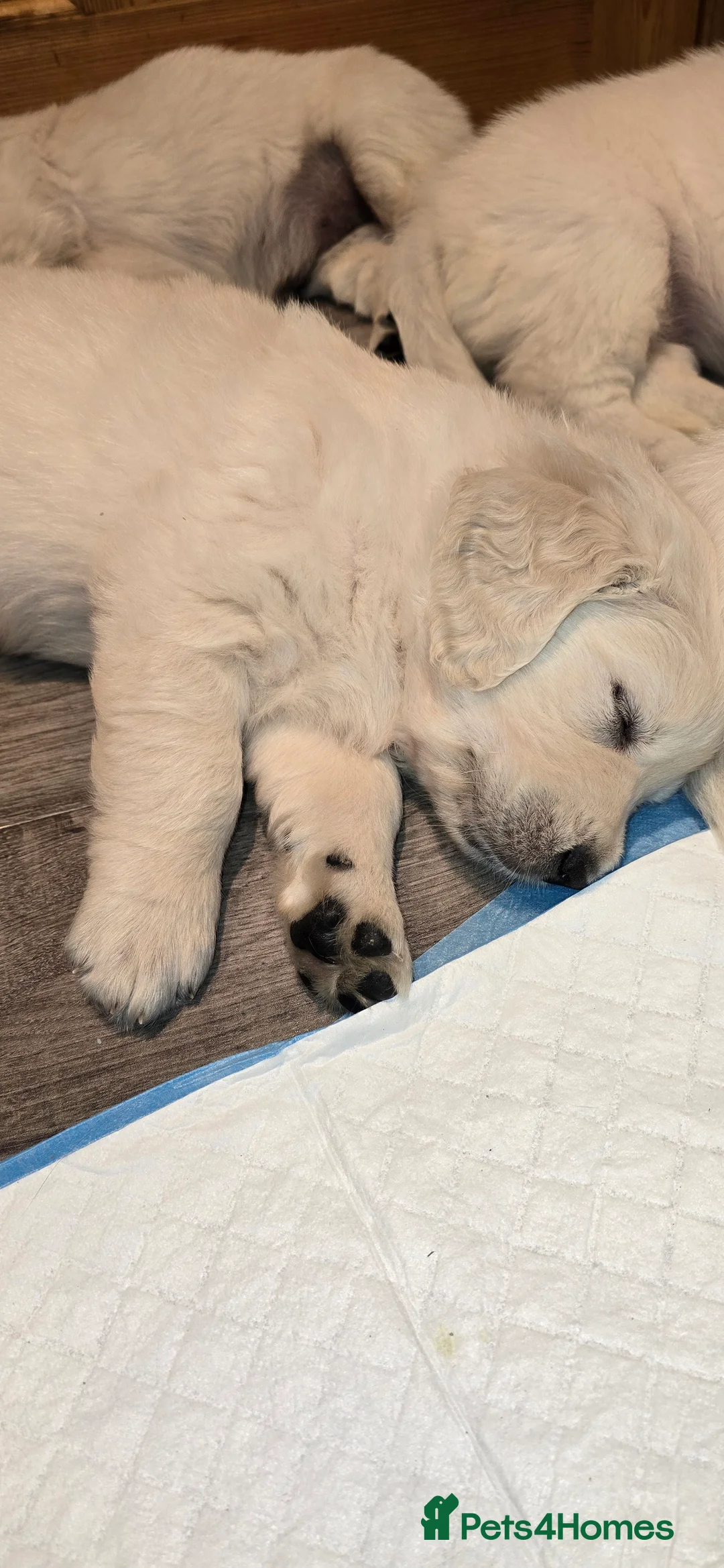 Golden Retriever dogs for sale: Adorable white Golden Retriever - Advert 35