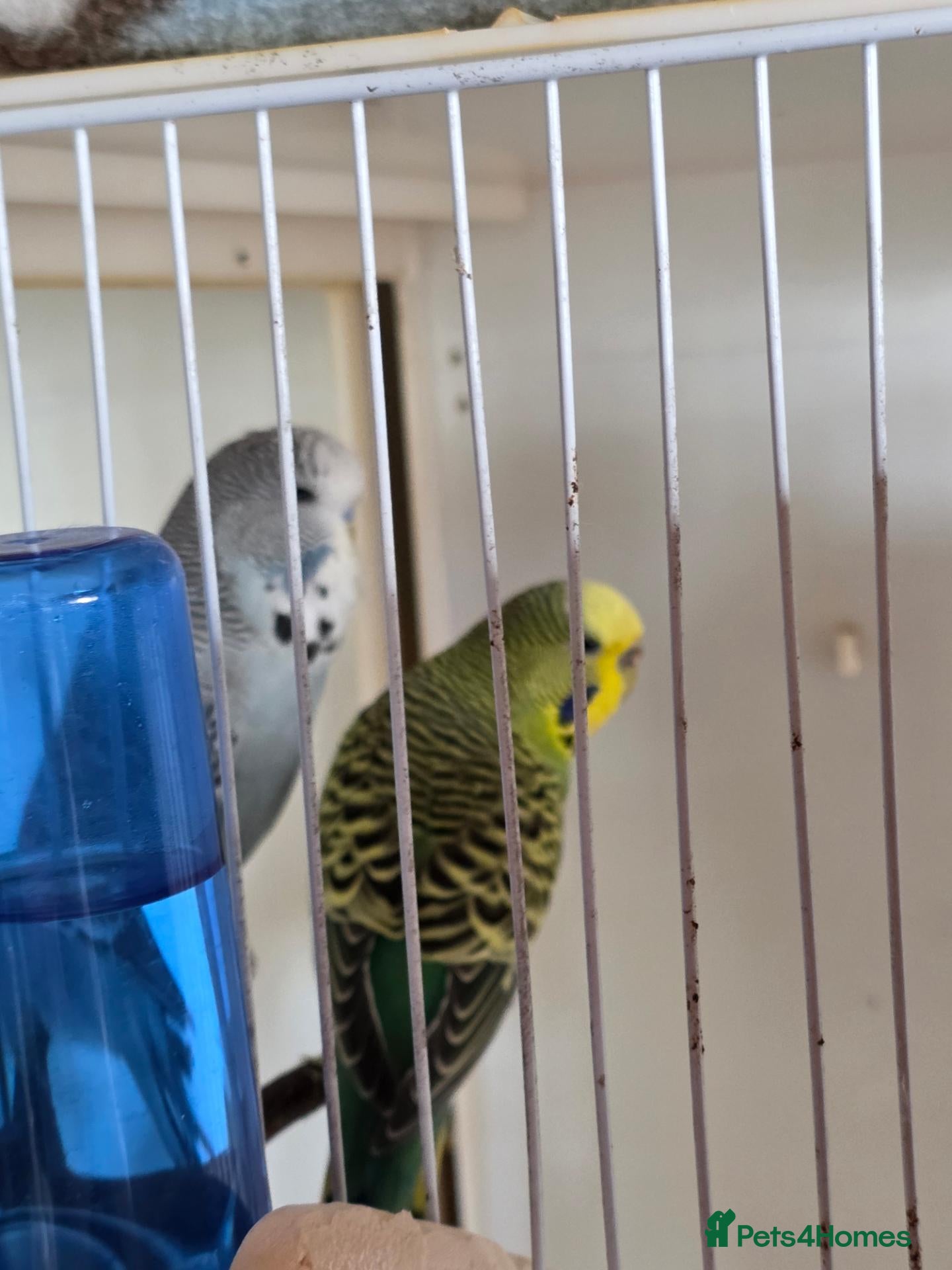 Budgerigars birds Bonded budgies - Advert 3
