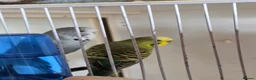 Budgerigars birds for sale: Bonded budgies in Falmouth - Advert 1