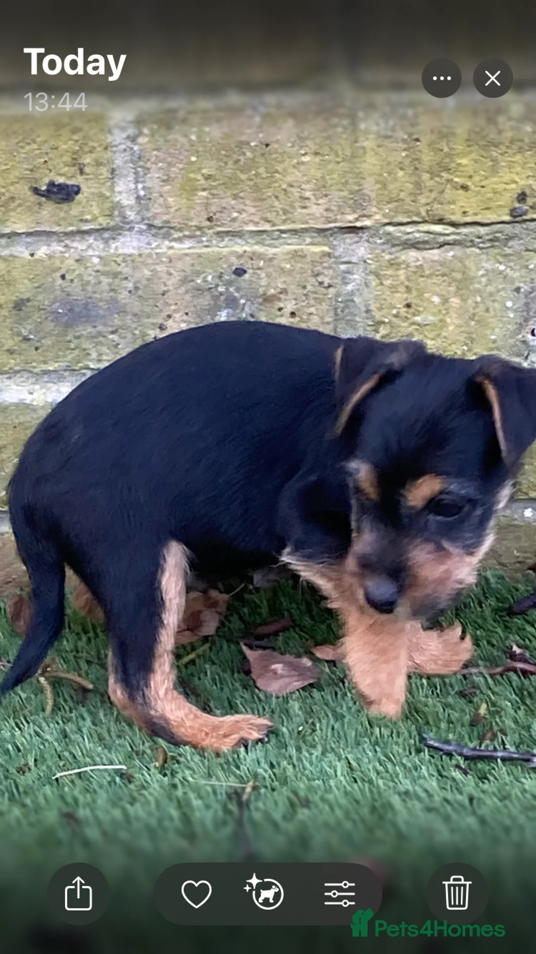 Jack Russell dogs for sale: 4 jack Russel boys  - Advert 5