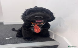 Cocker Spaniel dogs for sale: Buddy the cocker - Image 1