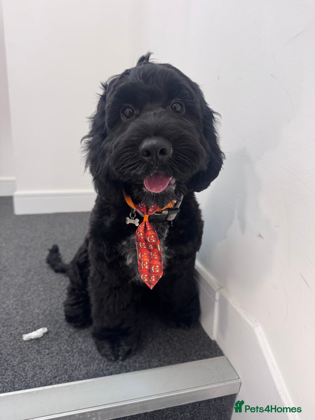 Cocker Spaniel dogs for sale: Buddy the cocker - Image 1