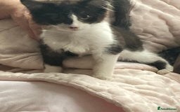 Domestic Shorthair cats for sale: Playful Kitten for Sale  - Image 3