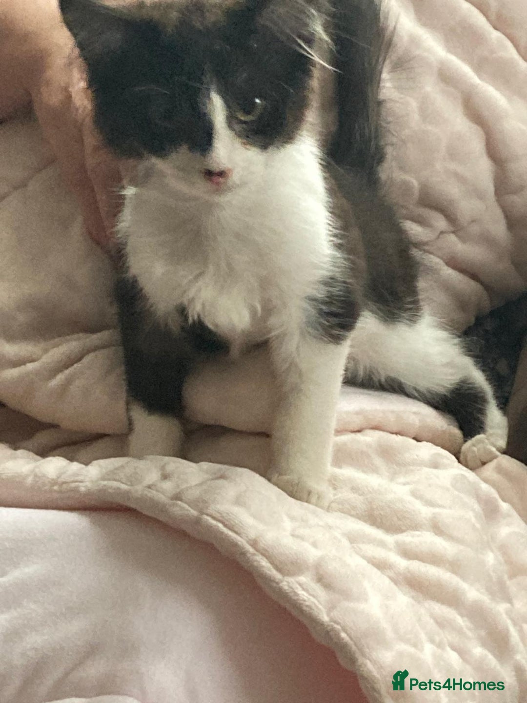 Domestic Shorthair cats for sale: Playful Kitten for Sale  - Image 3