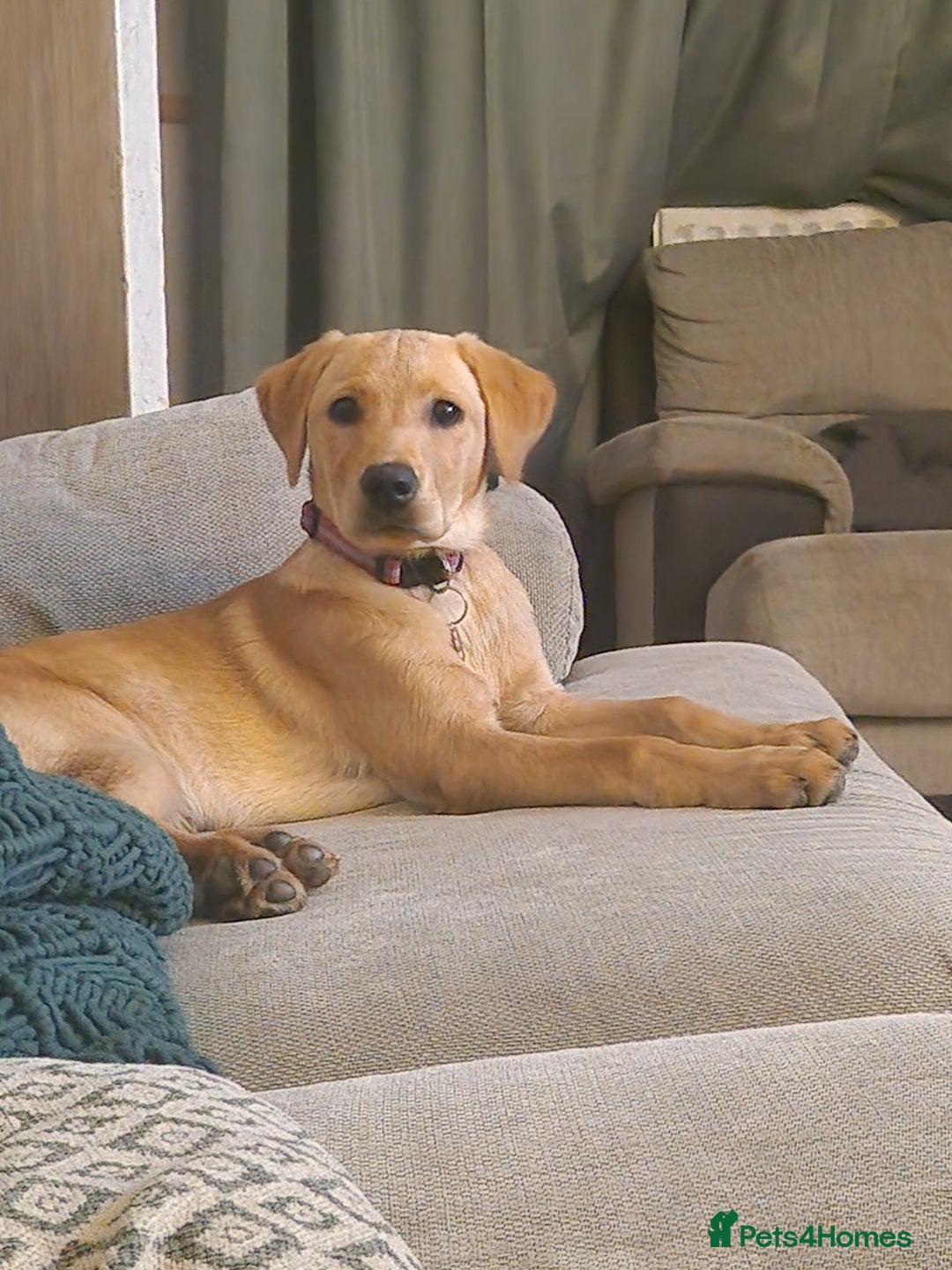 Labrador Retriever dogs for sale: Beautiful lab, dna tested 100% labrador retriever - Advert 11