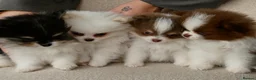 Pomeranian dogs for sale: Rare Colour Pomeranians | Blue & Green Eyes - Advert 12