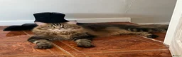 Maine Coon cats for sale: Male Maine coon - Advert 4