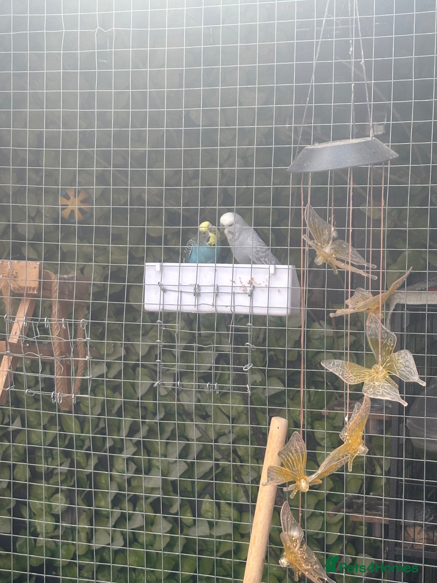 Budgerigars birds Budgies mixed sex  - Advert 1