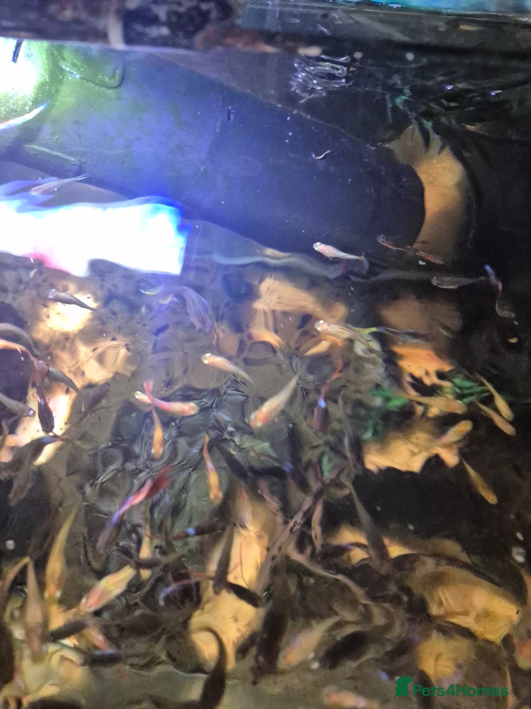 Live Bearers fish for sale: 10 for £10 guppies. All ages. Bright colours. - Image 2