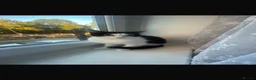 Mixed Breed cats for sale: Female Tuxedo Cat  in London - Advert 2