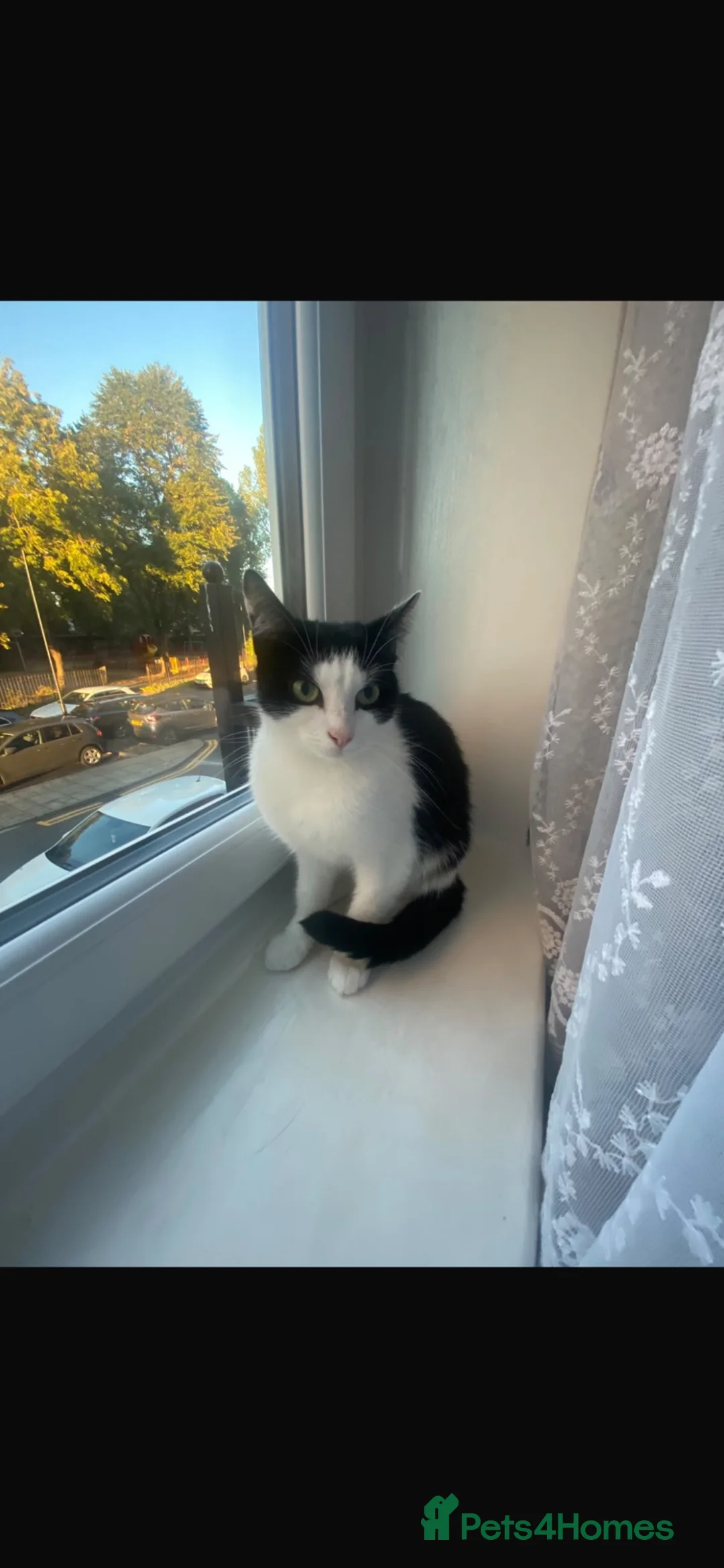 Mixed Breed cats for sale: Female Tuxedo Cat  in London - Advert 2
