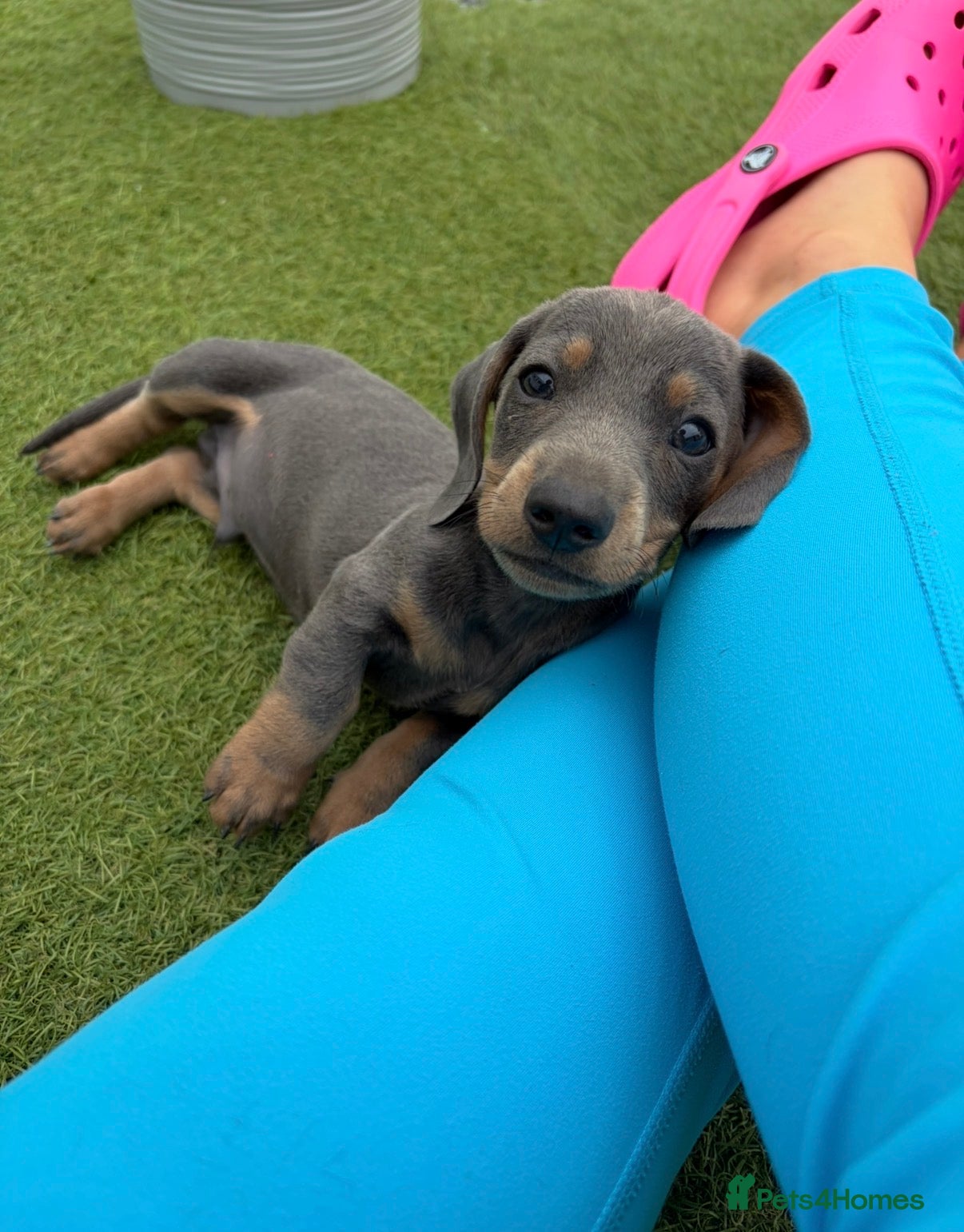 Dachshund dogs Miniature dachshund puppies - Advert 1