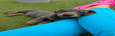Dachshund 1