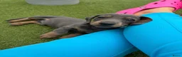 Dachshund dogs for sale: Miniature dachshund puppies - Advert 1