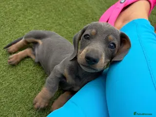 Dachshund dogs Miniature dachshund puppies - Advert 10