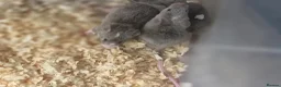 Mouse rodents for sale: Fancy pet mice for sale £8 each  in Manchester - Advert 8