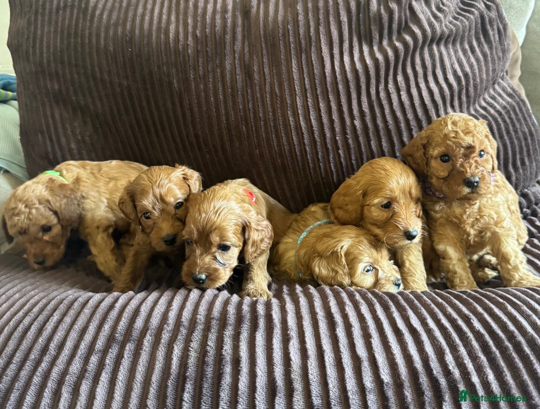 Cavapoo dogs for sale: Toy cavapoo  - Advert 9