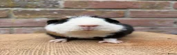 Guinea Pig rodents for sale: Handsome board  - Advert 5