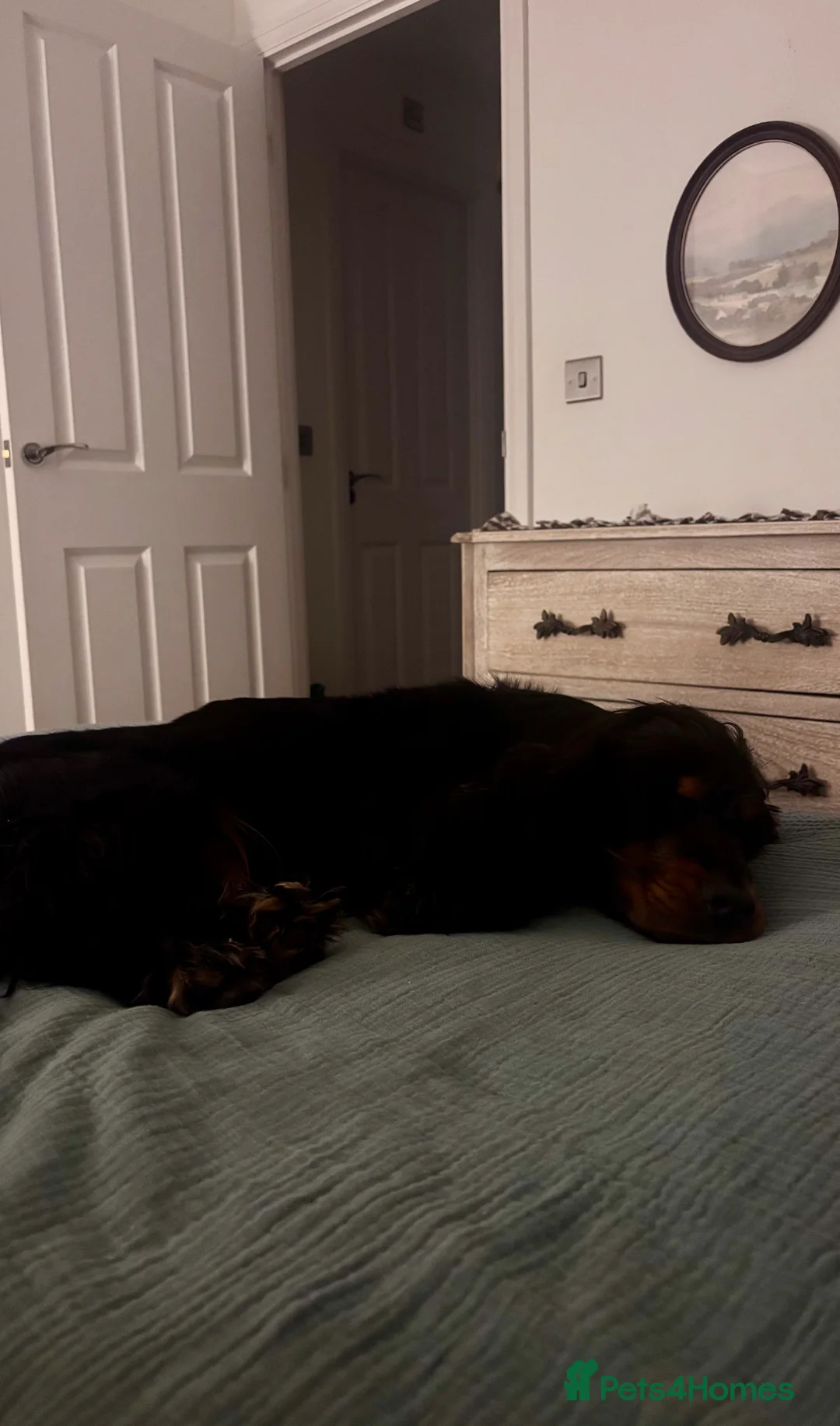 Cocker Spaniel dogs for sale: Male Cocker Spaniel  - Advert 2