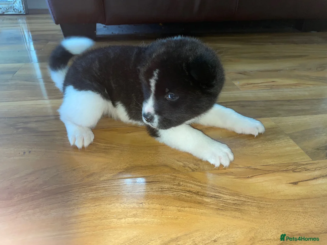 Akita dogs for sale: Stunning Akita (male) - Advert 12
