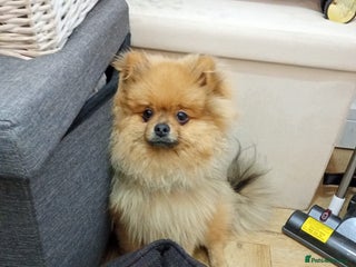 Pomeranian dogs 6 month old Pomeranian boy - Advert 9