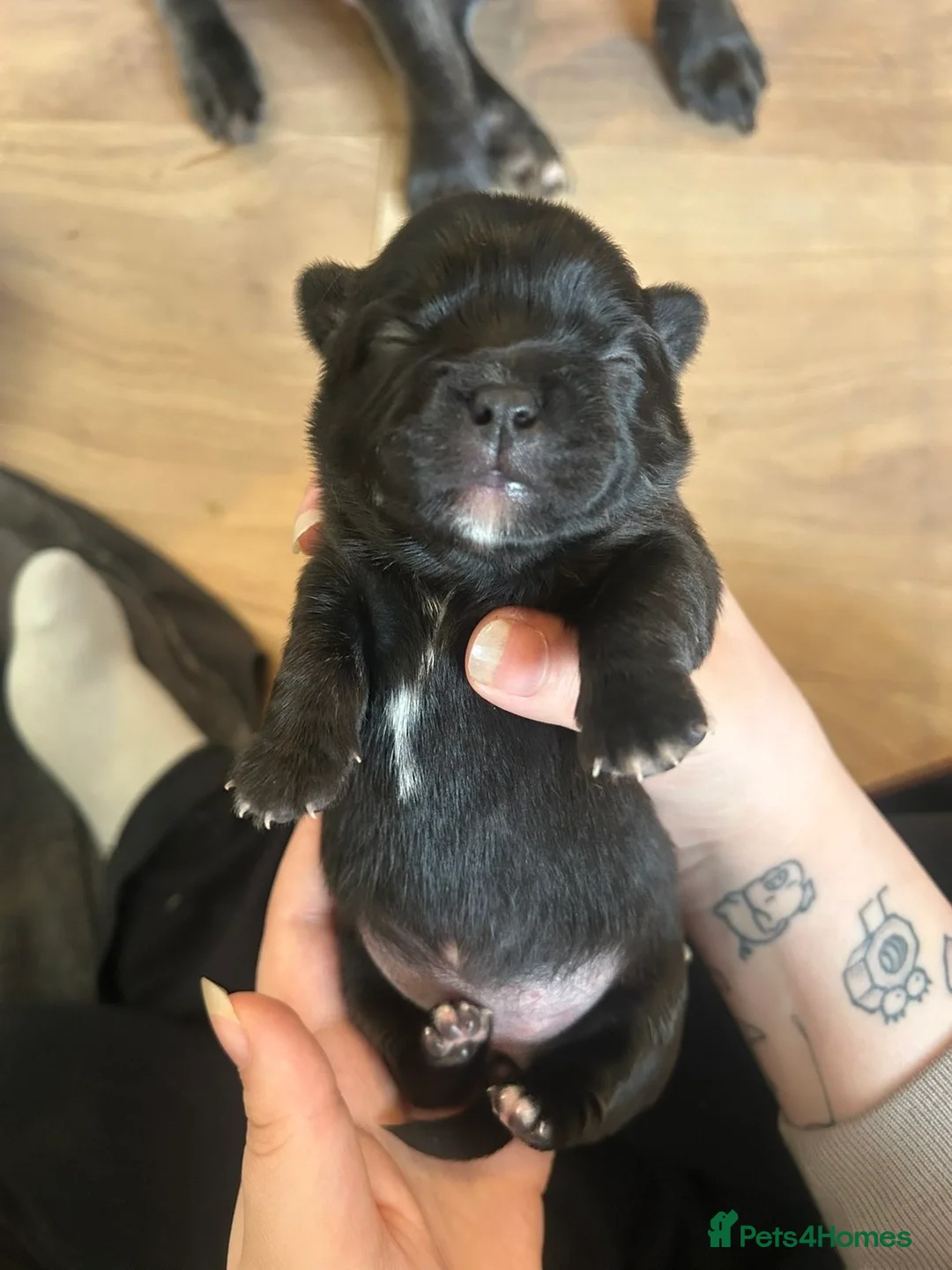 Mixed Breed dogs for sale: French bulldog x chihuahua  - Advert 1
