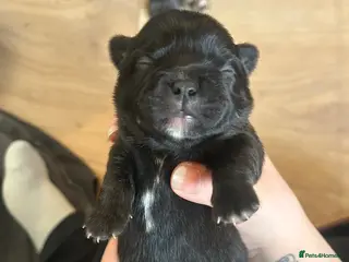 Mixed Breed dogs French bulldog x chihuahua - Advert 1