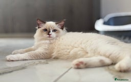 Ragdoll cats for sale: TICA DNA tested 5 Gen Pedigree  - Image 29