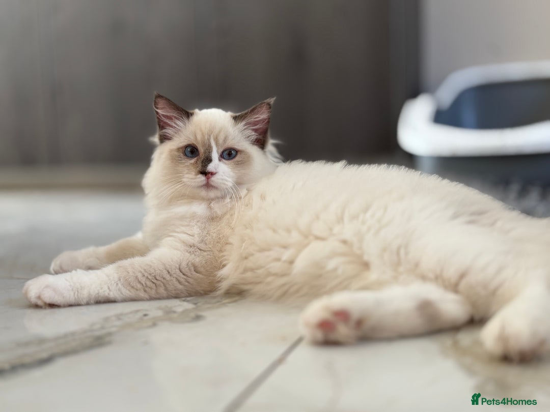 Ragdoll cats for sale: TICA DNA tested 5 Gen Pedigree  - Image 29